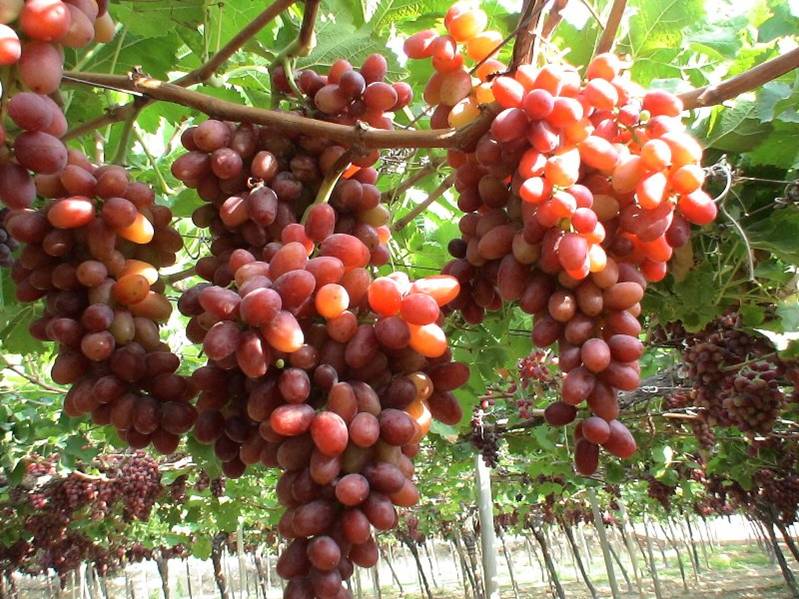 Plantación de uva de mesa
