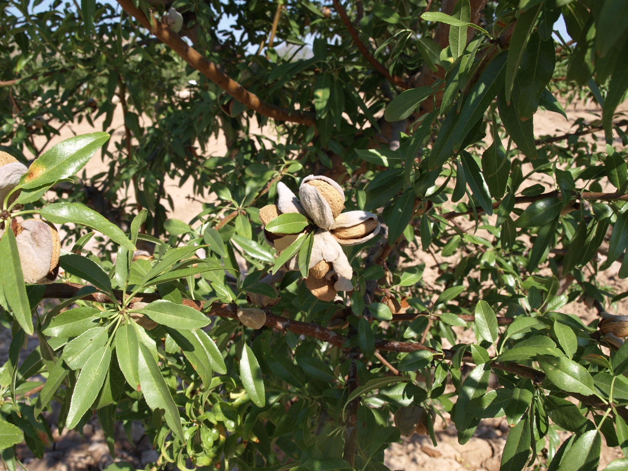 Evaluación y demostración del comportamiento variedades de floración tardía de almendro en la comarca del altiplano