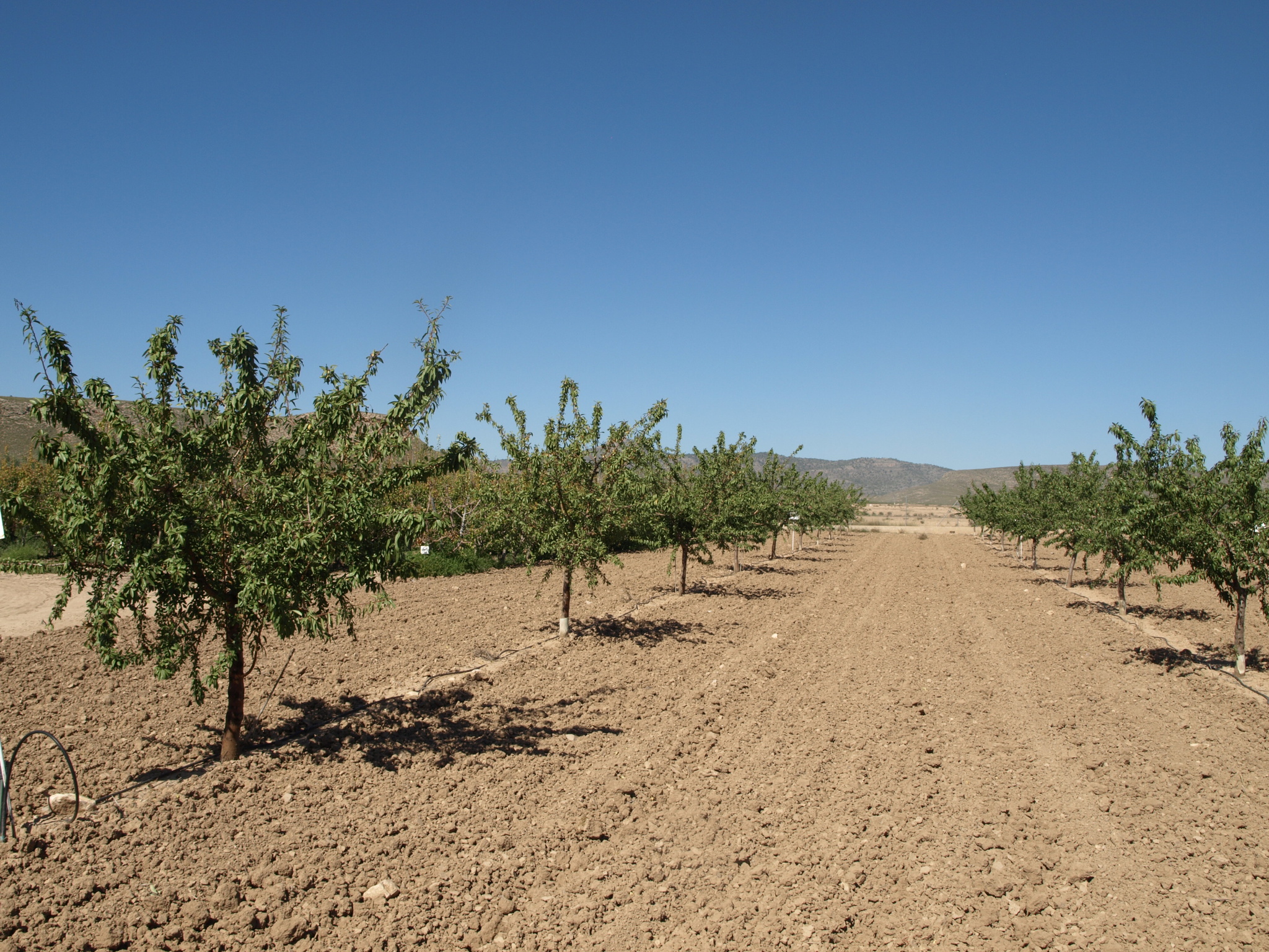 Evaluación y demostración del comportamiento variedades de floración tardía de almendro en la comarca del altiplano