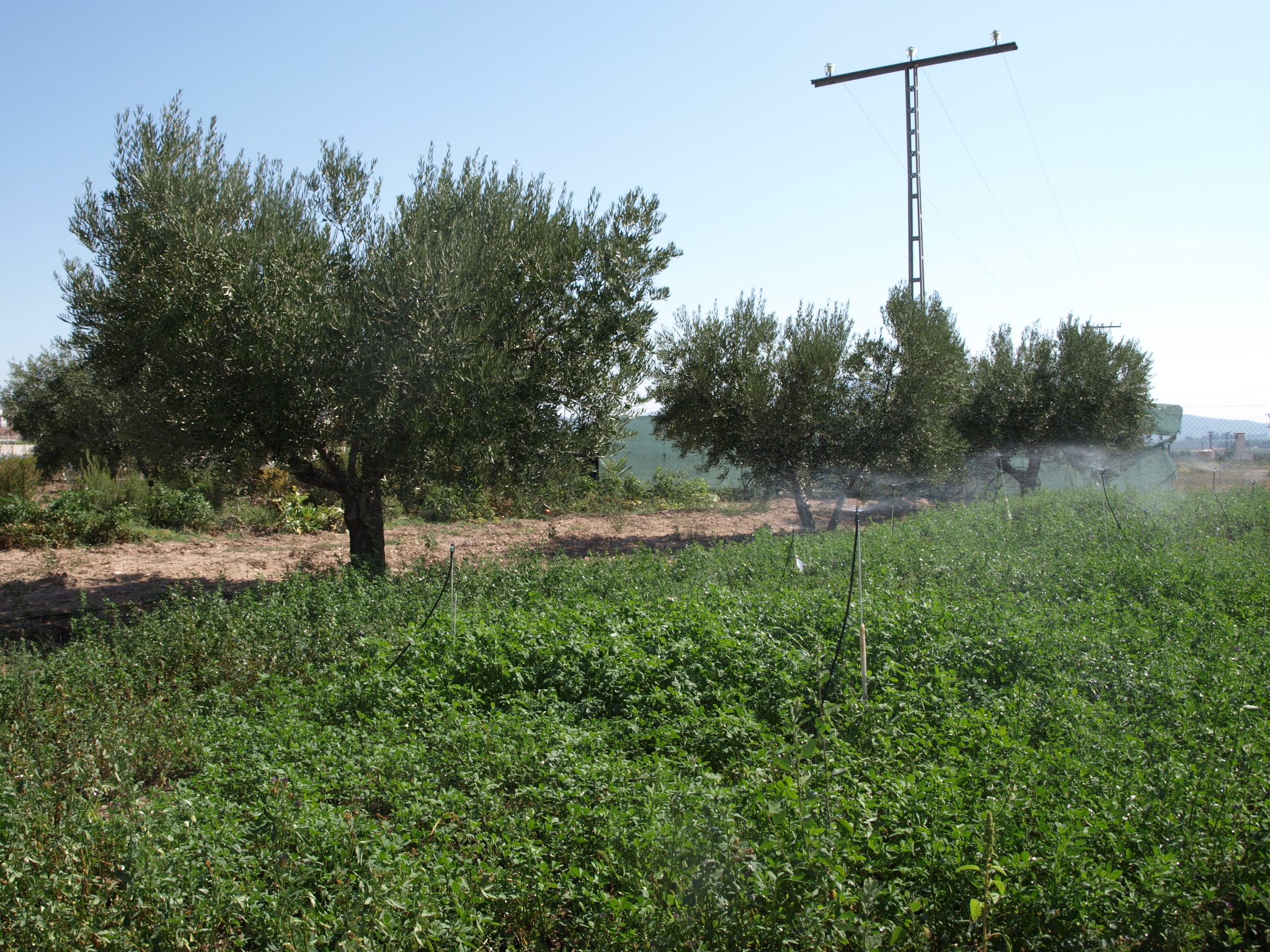 Zona cultivo 3c