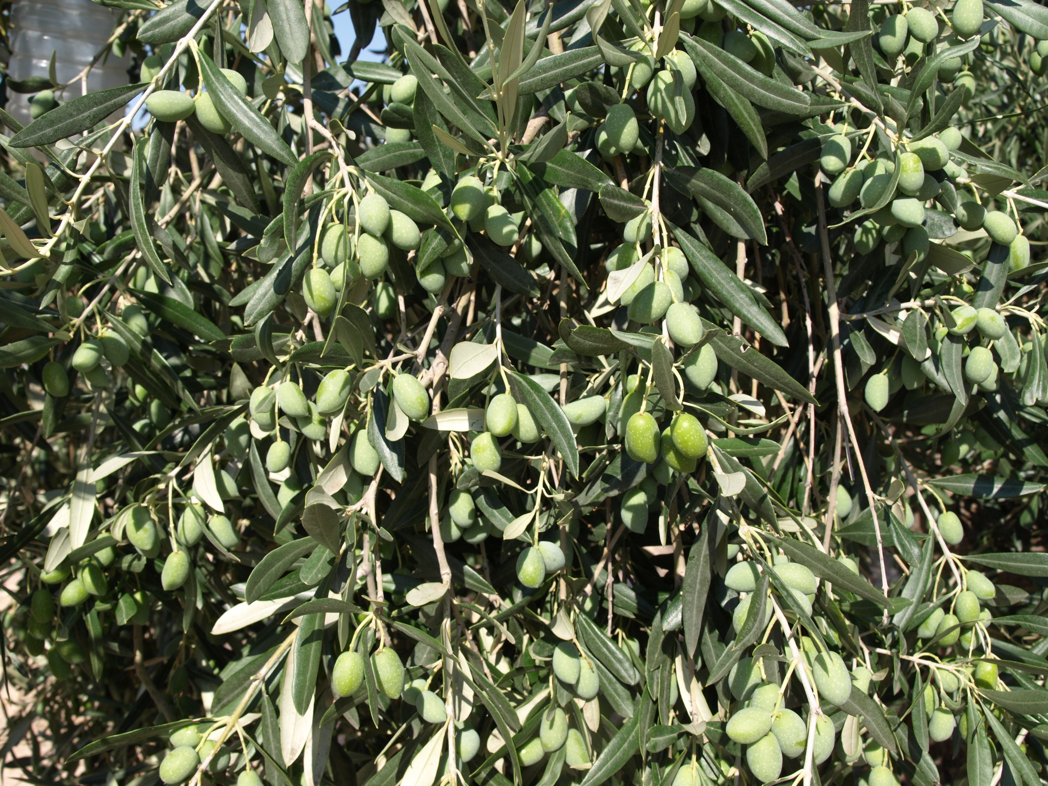 Demostración del comportamiento agronómico y aptitud calidad del aceite de diversas variedades de olivo