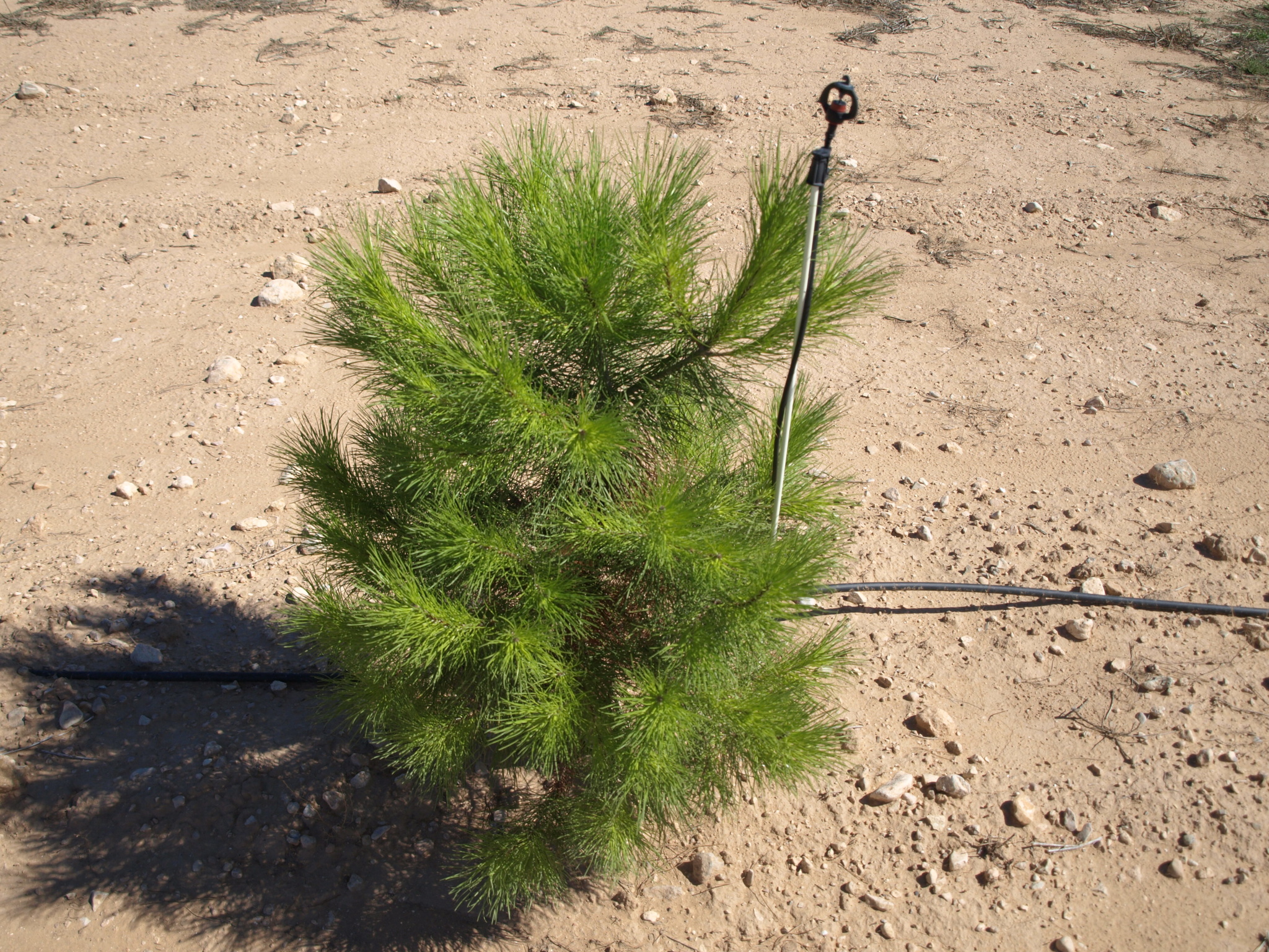 Evaluación del cultivo de la trufa sobre diversas especies forestales en el altiplano