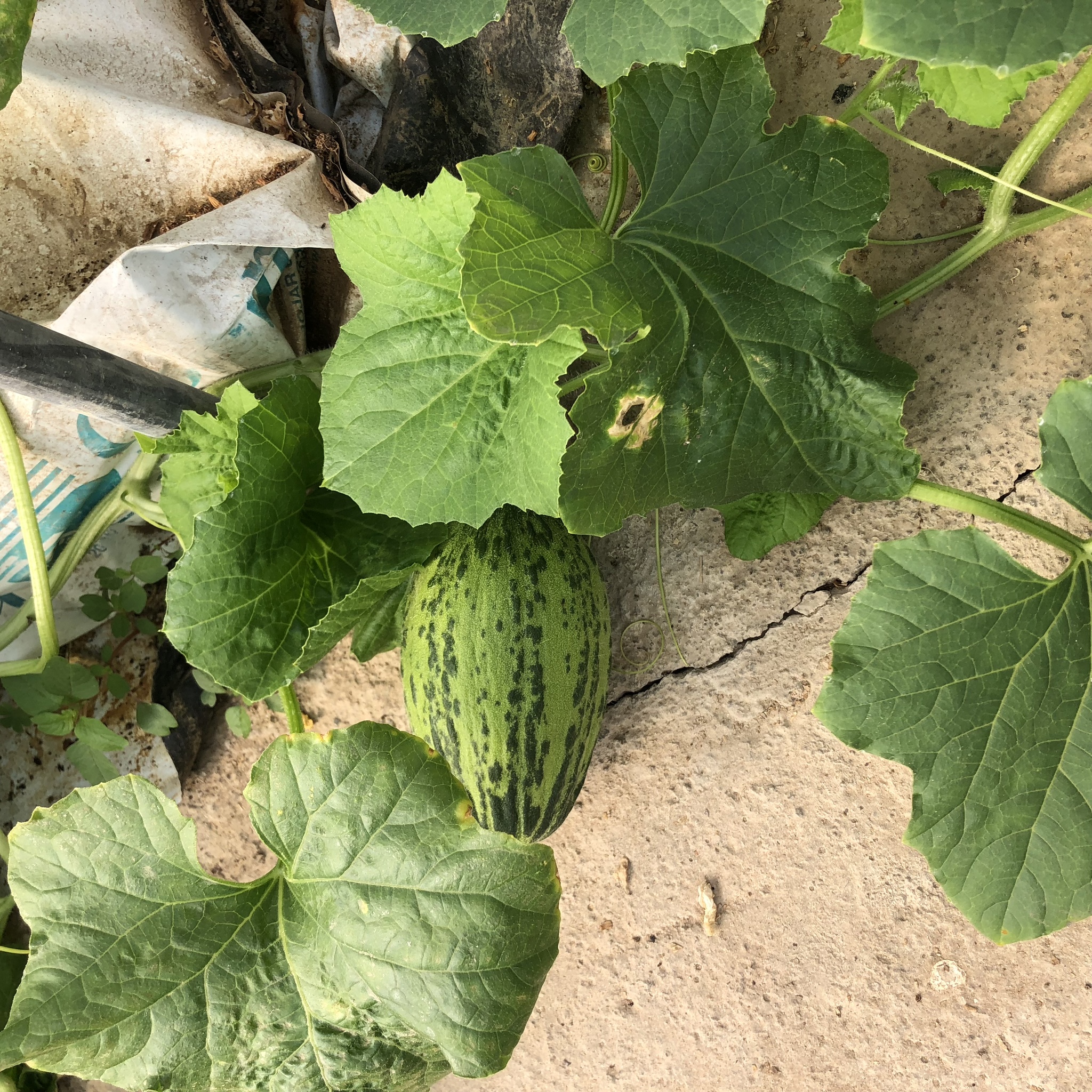 Melón hidroponico 24-10-18 (12)