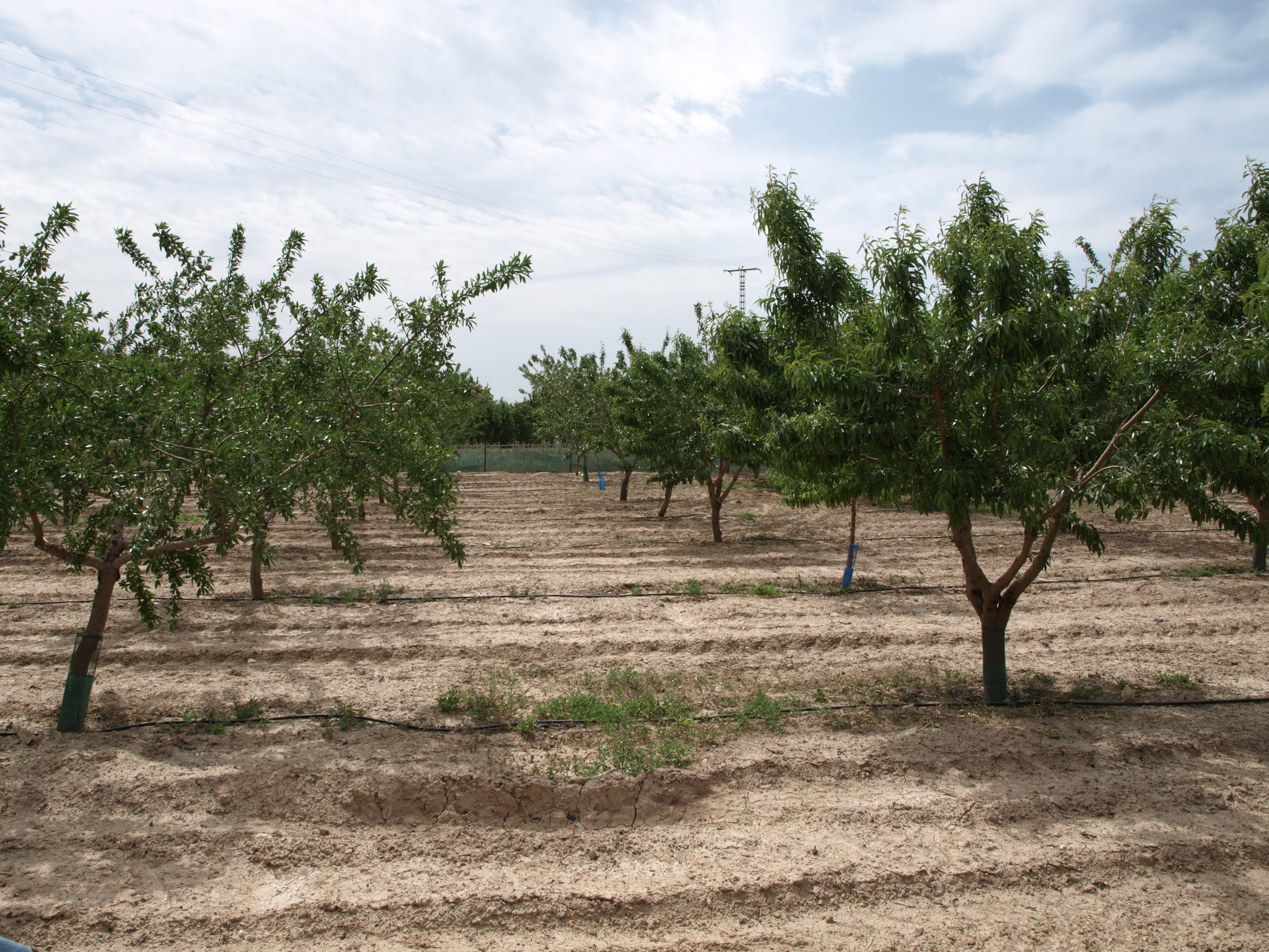 Parcela 10 Almendros