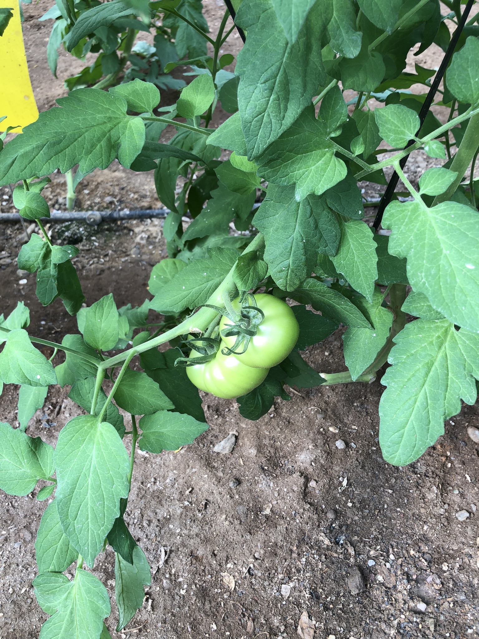Tomate kabrera 24-10-18 (2)