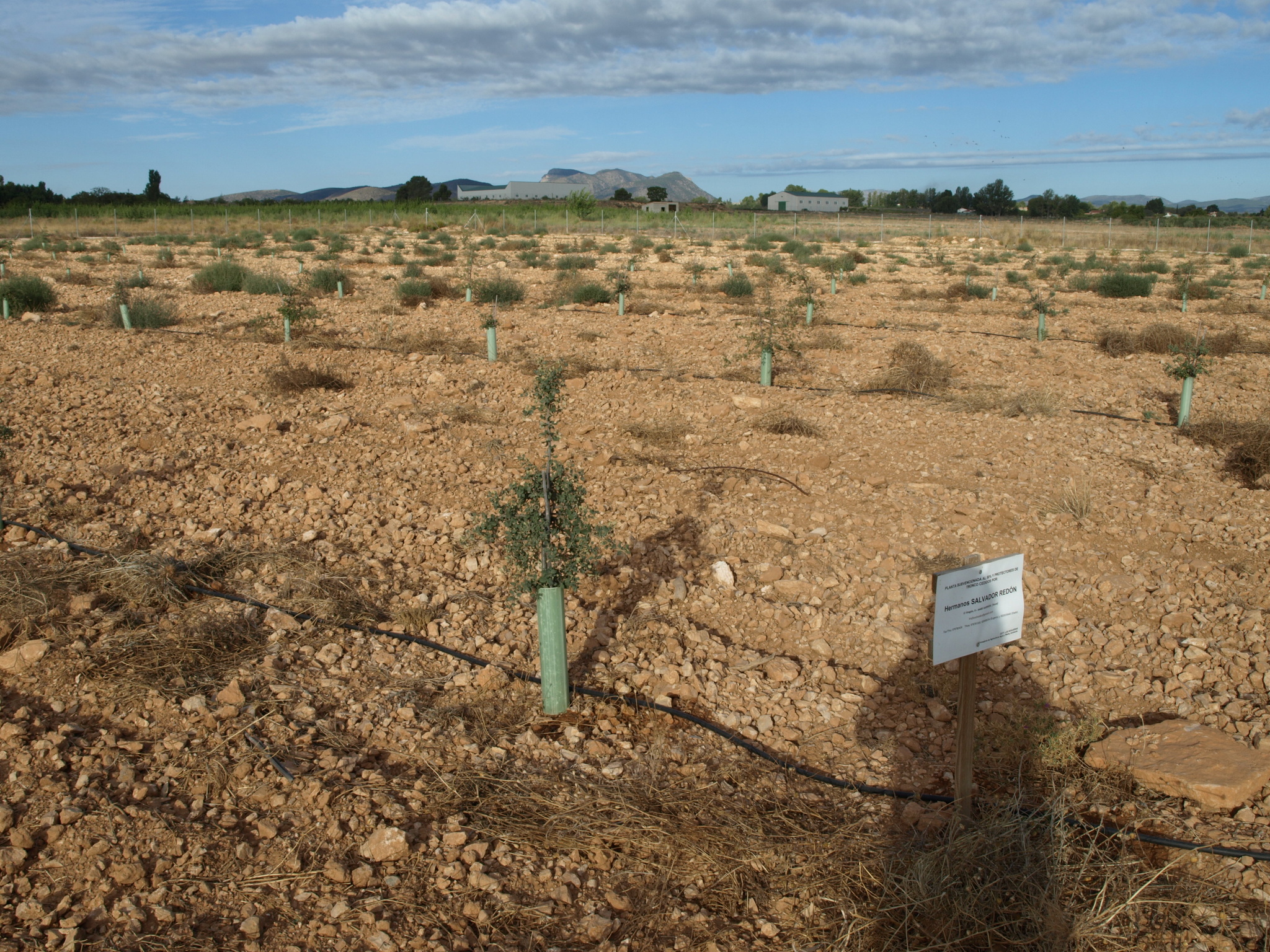 2 Cultivo de la trufa (2016)