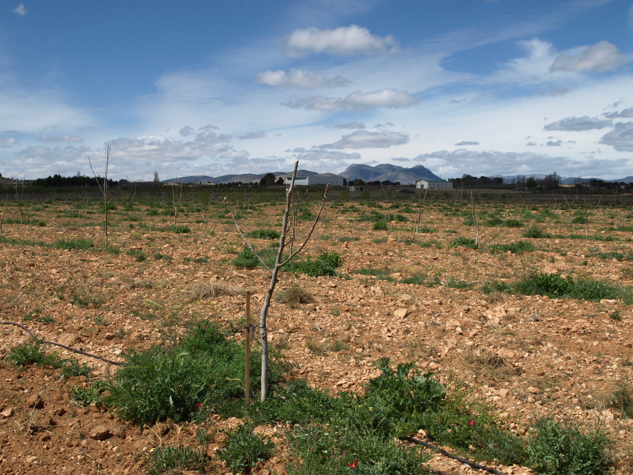 3 Cultivo de nogal en invierno (2016)