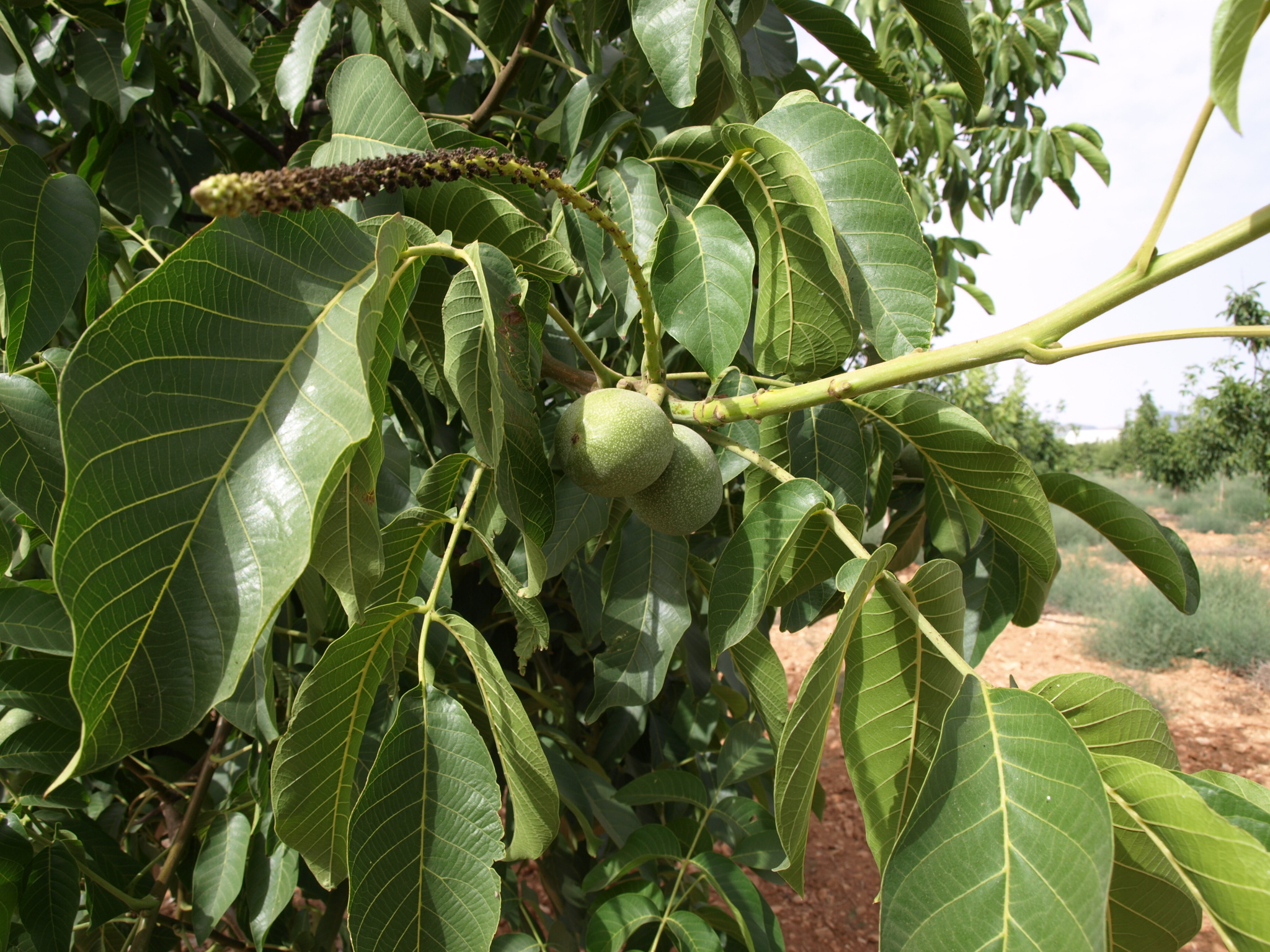 6 Fruto e inflorescencias masculinas (2018)