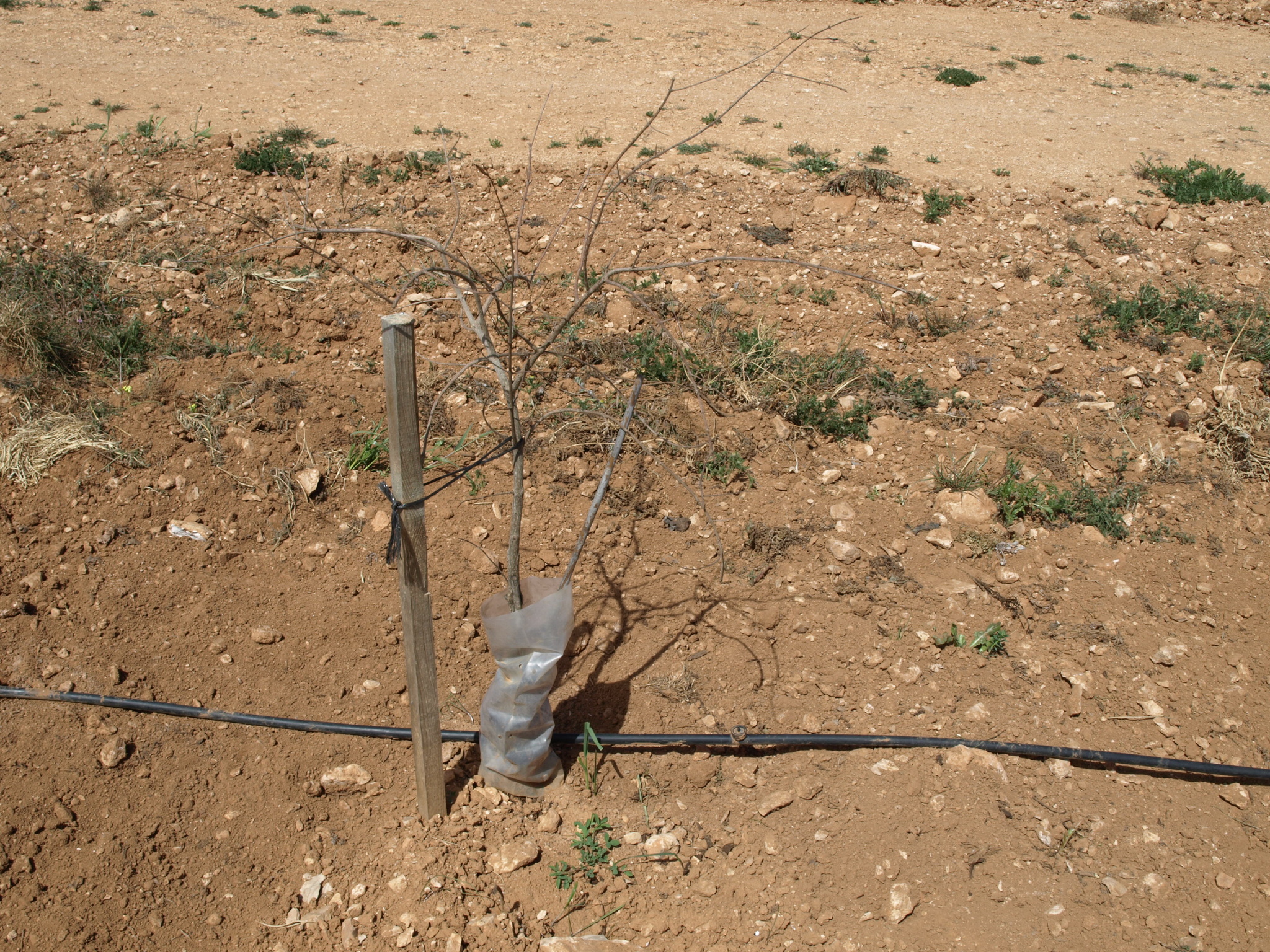 2 Inicio del cultivo del granado (2014)