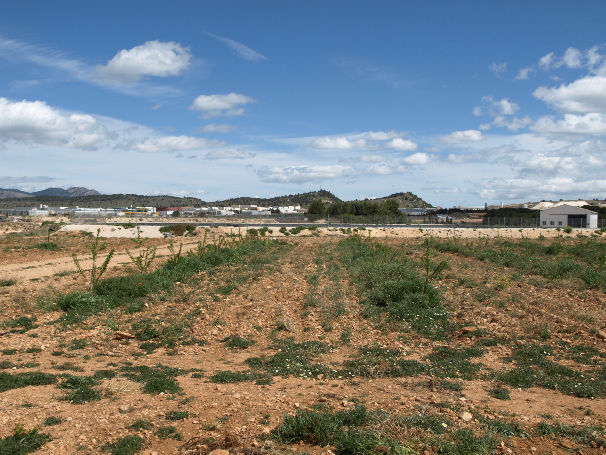 4 Cultivo del granado 3º año en verde (2016)