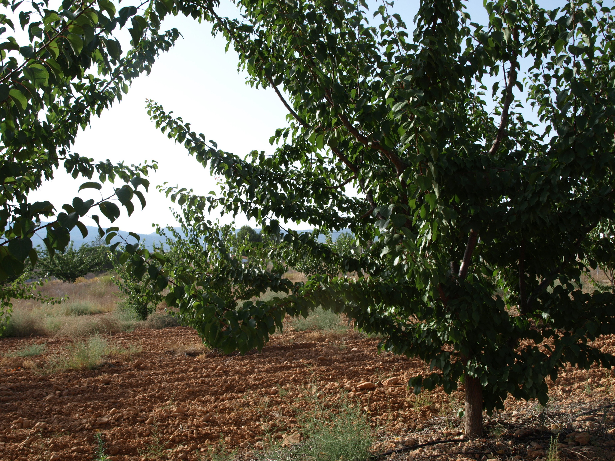 6 Cultivo de albaricoque variedades 2014-2016 (2018)