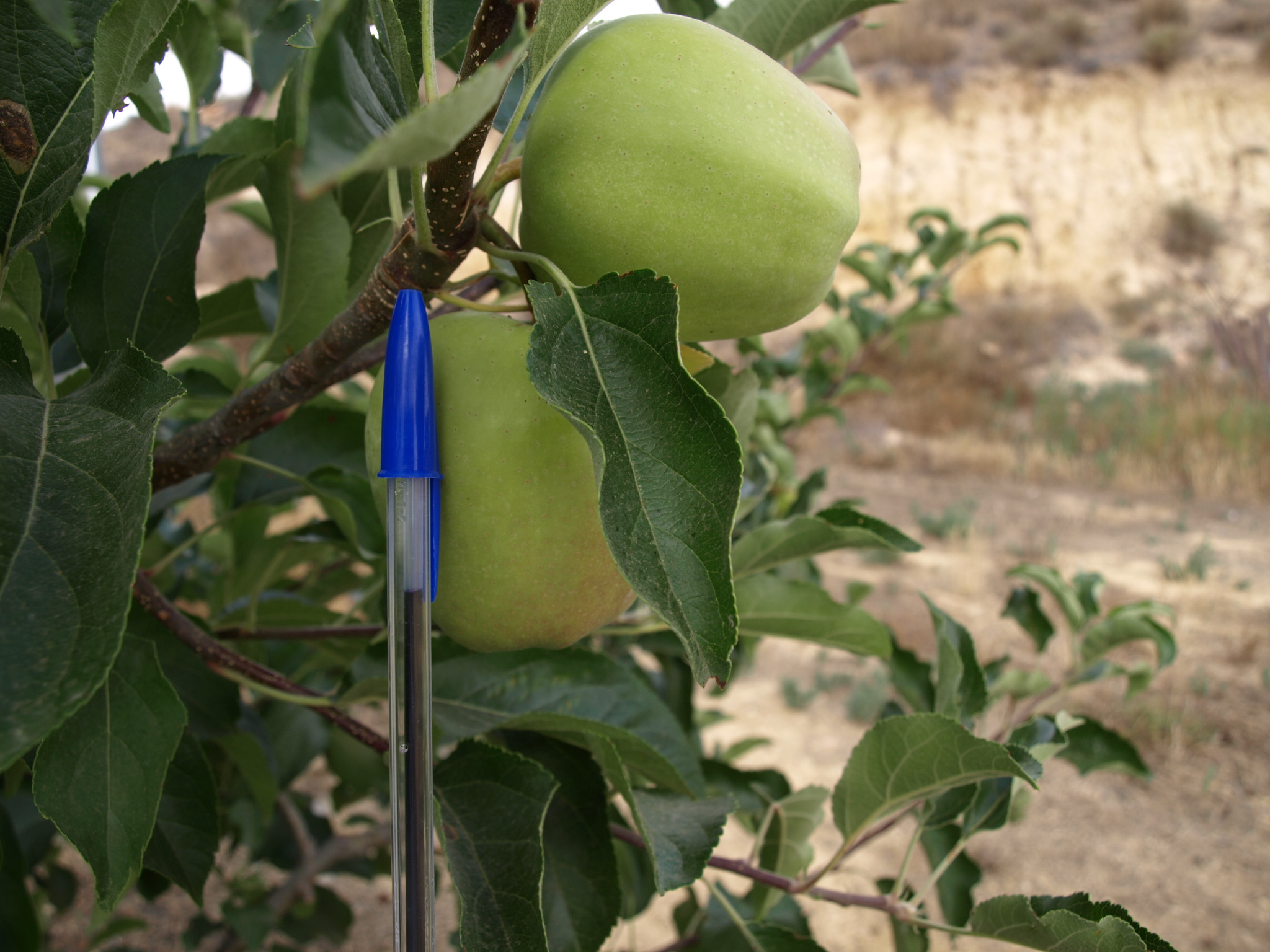 6 Manzano variedad Golden Reinders (2018)