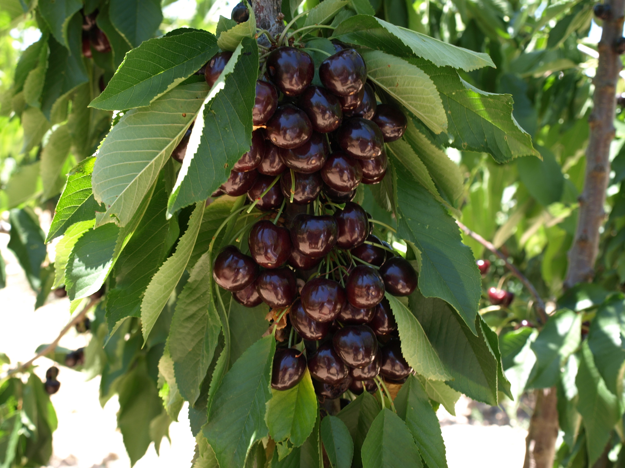 4 Detalle de fruto de cerezo variedad Santina (2018)