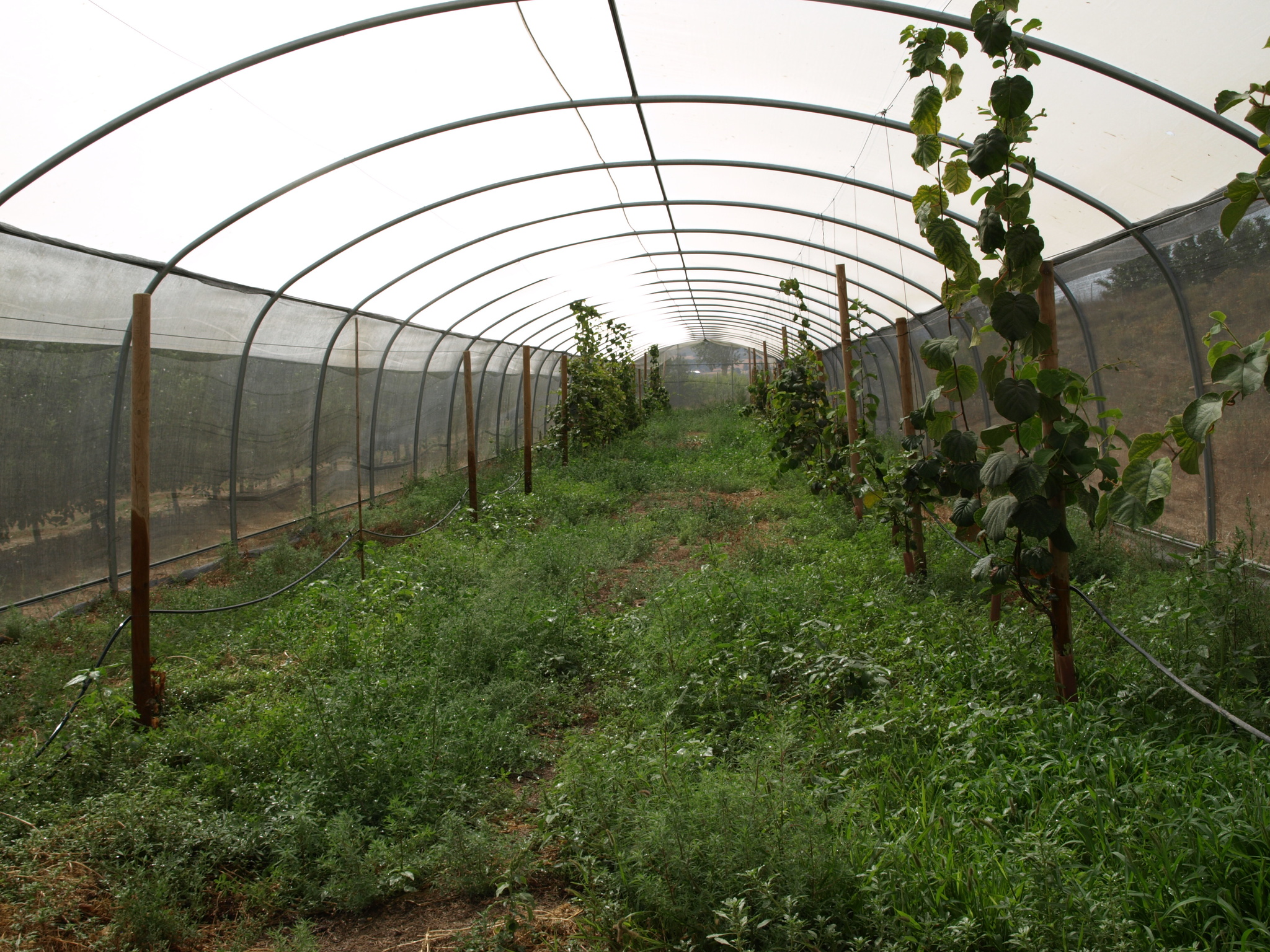 2 Cultivo de kiwi interior túnel de sombreo cultivo (2018)