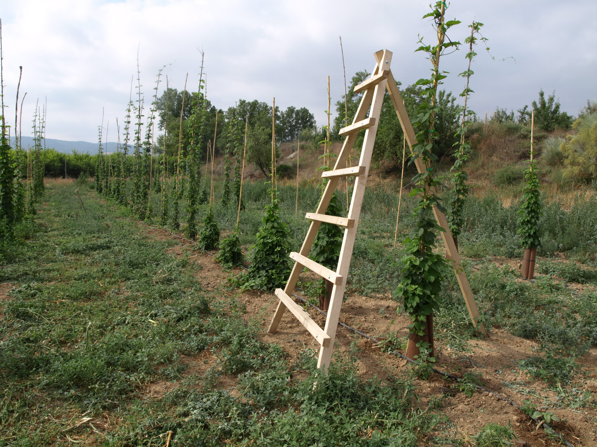 3Cultivo de lúpulo entutorado (2018)