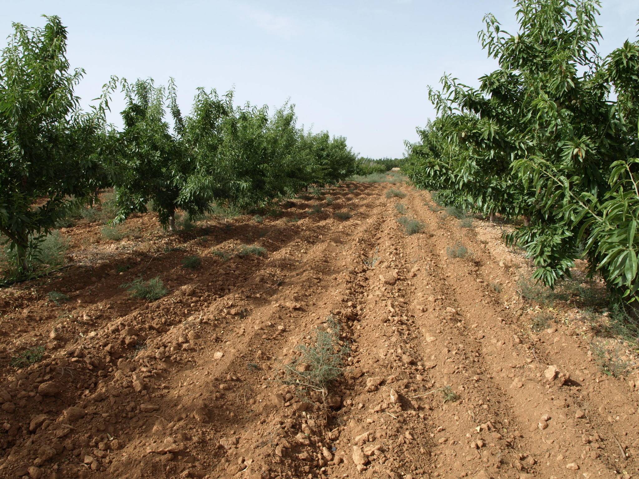 4 Cultivo almendro intensivo labor calles (2018)