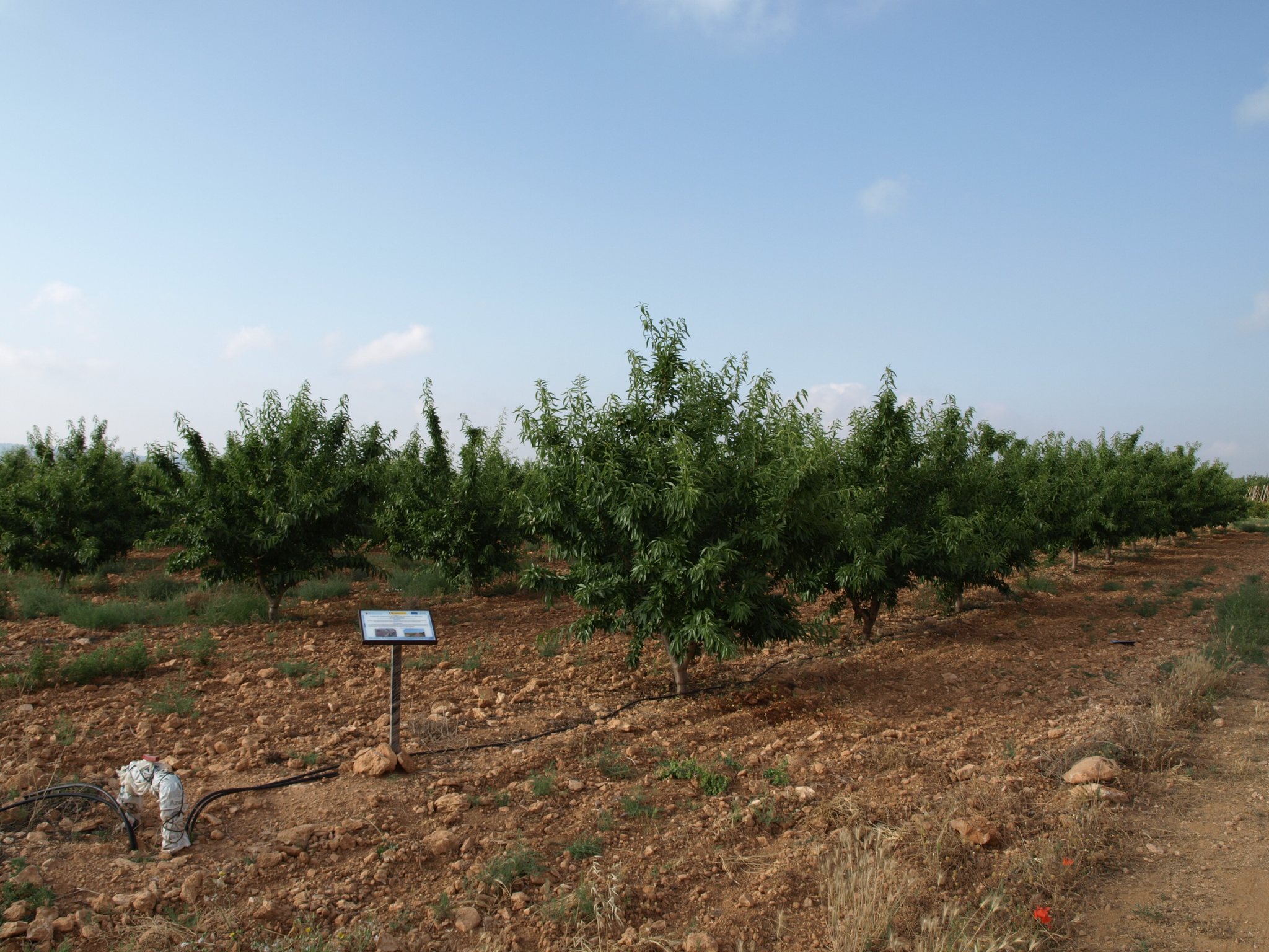 3 Cultivo almendro intensivo (2018)