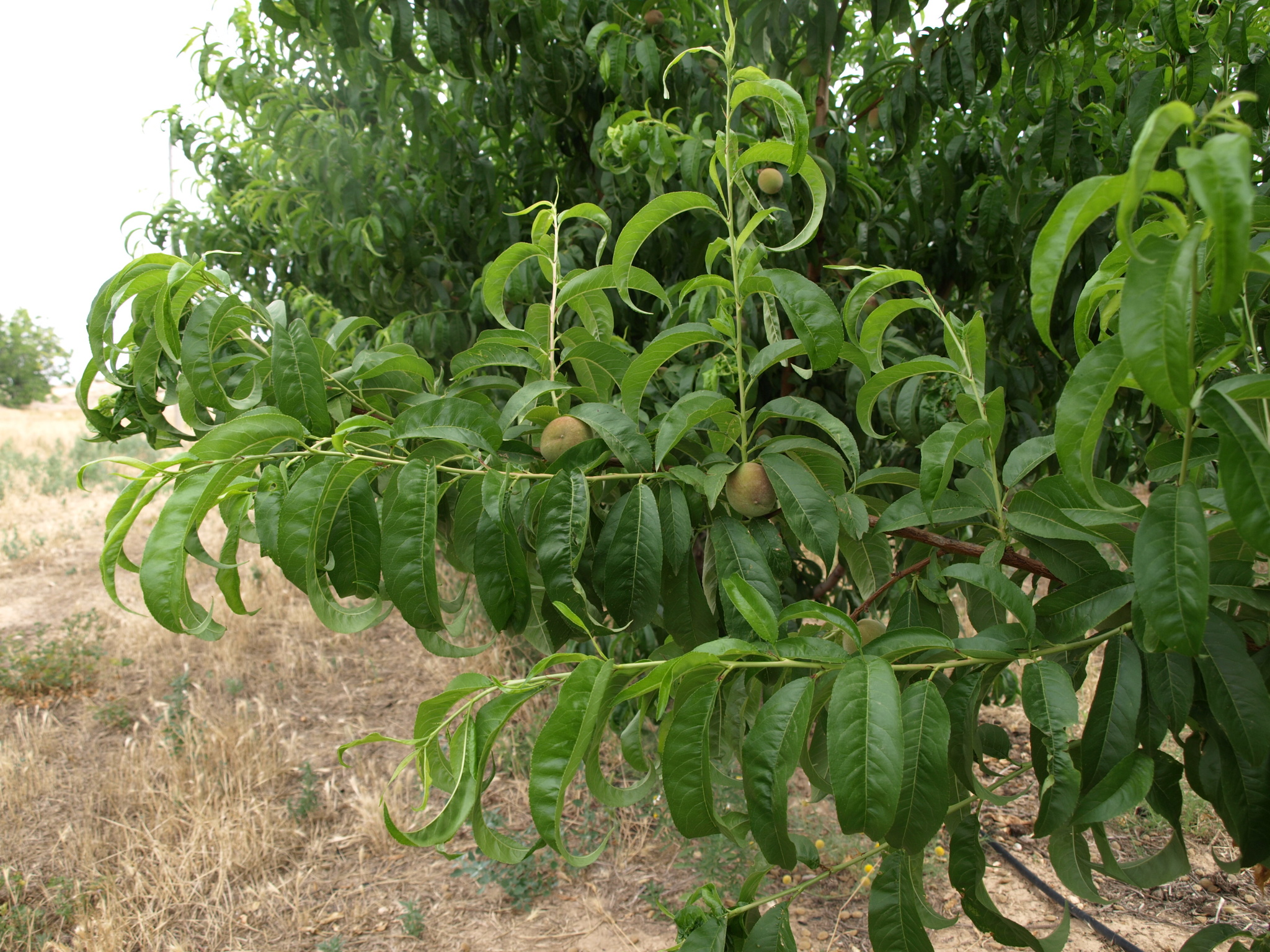 3 Frutos de melocotonero (2018)