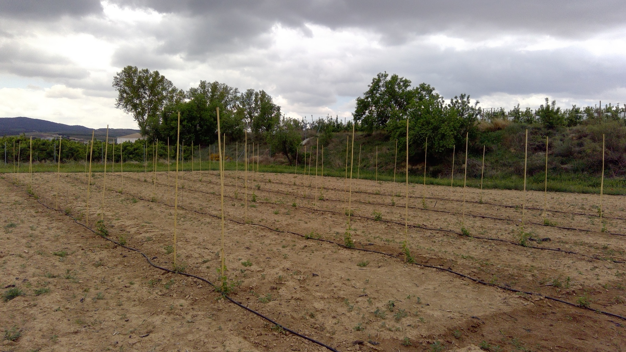 1 Inicio de plantación del lúpulo (2018)