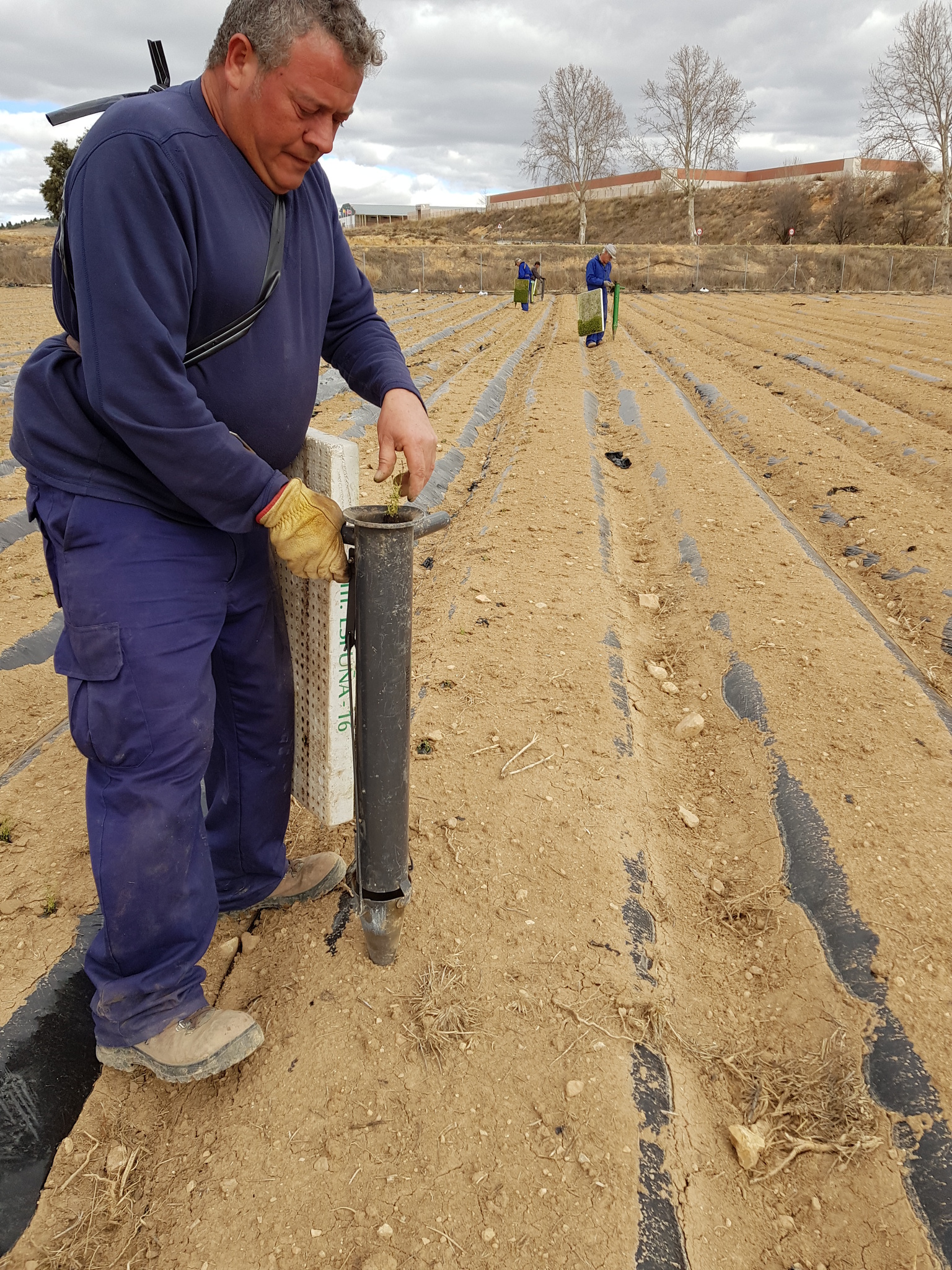 3 Realizando plantación 2 febrero (2018)