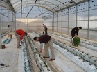 Plantación variedades autóctonas tomate en invernadero