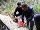 Medio Natural libera 15 ejemplares de sapo partero bético en Sierra Espuña tras desarrollarse en un acuario para asegurar su supervivencia