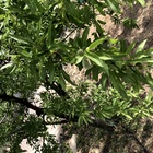 Frutales en el Valle del Guadalentín (13)