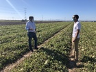 El consejero de Agricultura visita la zona más afectada por el granizo del lunes y cifra los daños en más de 7 millones de euros