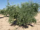 Pico Limon (1)