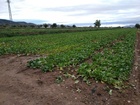 Primer corte Pak Choi