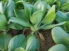 Detalle Pak Choi