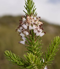 Imagen de un brezo de invierno (Erica multiflora), especie presente en la Región de Murcia.