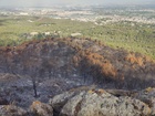 Parte de la zona forestal de El Cabezo de El Palomar, en el Parque Regional de El Valle y Carrascoy, que se está regenerando