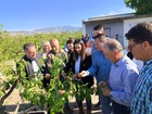 Imagen de la consejera Sara Rubira visitando uno de los campos de cultivo de frutales dañados en Yechar 