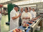 Imagen de la consejera Sara Rubira en la cooperativa La Vega de Cieza donde se trabaja en la campaña de fruta de hueso 