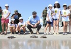 El presidente del Gobierno regional, Fernando López Miras, participó hoy en la suelta de 30 ejemplares de tortuga boba en la Playa Ensenada del Esparto,...