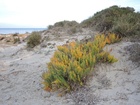 Esparraguera de Mar Menor (Asparagus macrorrhizus)