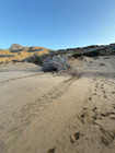 Rastro dejado por la tortuga boba que anidó esta madrugada en Calblanque (1)
