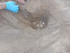 Algunos de los huevos que ha depositado una tortuga boba que anidó esta madrugada en Calblanque.