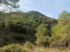 Ejemplares de pino laricio (Pinnus nigra) en el Parque Regional de la Sierra de El Carche (1)