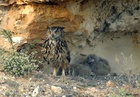 Ejemplar b&uacute;ho real (Bubo bubo) y sus po&ntilde;uelos en la sierra de El Valle y Carrascoy.