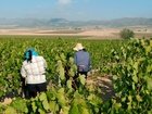 Trabajo en el campo en un vi&ntilde;edo (foto de archivo).