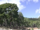 Jornada sobre planificación forestal (2)