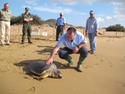 Liberación de dos tortugas bobas en el Parque Regional de Calblanque 2