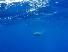 Primera liberación de una tortuga verde en la Región (2)