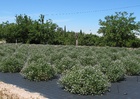 La Consejería de Agricultura investiga las aplicaciones de la Tedera, una planta silvestre (1)