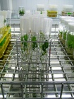 Investigación para la mejora del cultivo del limón (2)