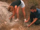 Repoblación de conejos en las Sierras de Almenara y la Carrasquilla (2)