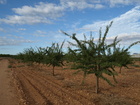 3er año de cultivo de las variedades de almendro tardío (2016)