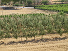 Panorámica de cultivos de manzano y melocotonero
